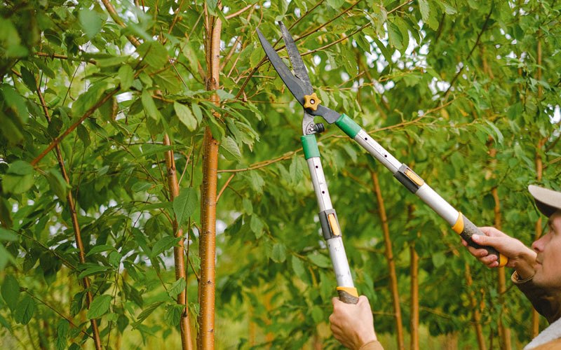 Tree trimming in Hubbard, OR